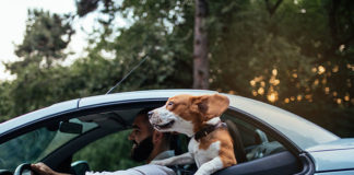 Przewożenie psa i kota w samochodzie – o czym pamiętać?
