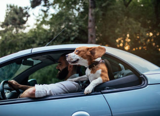 Przewożenie psa i kota w samochodzie – o czym pamiętać?