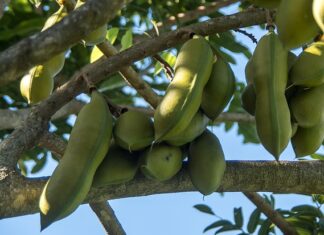 Kiedy Austral w sprzedaży?