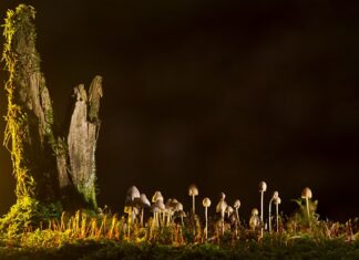 Jakie są rodzaje felg?