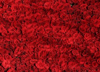 Czym się różni pled od koca?