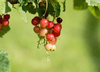 Co oznacza litera d na oponie?