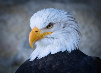 Jakie opony do Raptora 660?