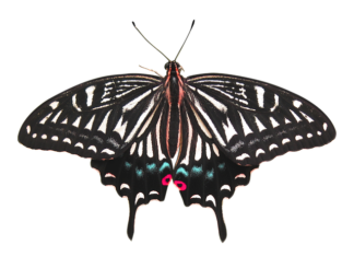 Ile kosztuje usuniecie nagaru?