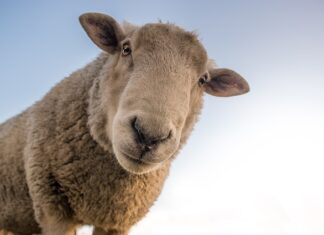 Jak wygląda wełna czesankowa?