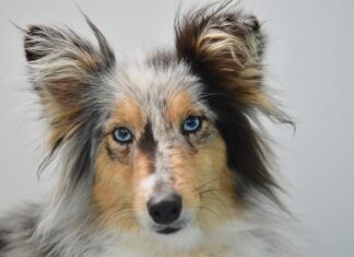 Jakie były atrybuty szlachty polskiej?