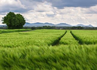Co robią żeby kół zębatych?
