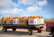 Jak kupić używaną skrzynie biegów?