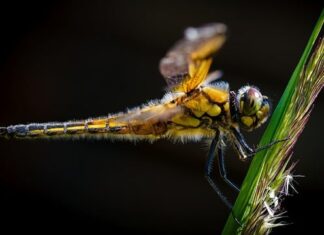 Jakie opony do ścigacza?
