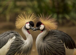 Jak się pierze koc elektryczny?