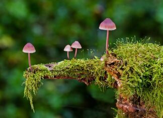 Jakie są rodzaje kół zębatych?