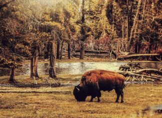 Skąd pochodzą bizony?