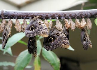 Czy noszenie kominiarki jest legalne?