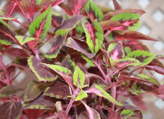 Czy Koleos ma reduktor?