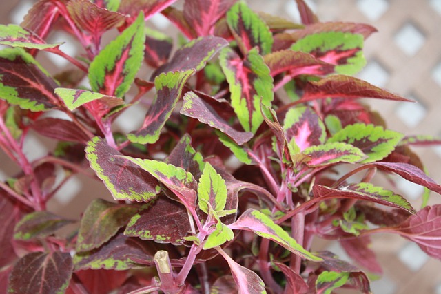 Czy Koleos ma reduktor? Czy Koleos ma reduktor?