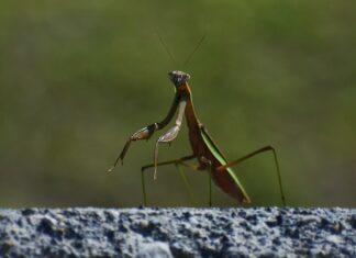 Z czego zrobić klin do siekiery?
